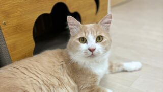 ぴー（4歳）