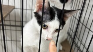 もっち（４ヶ月）