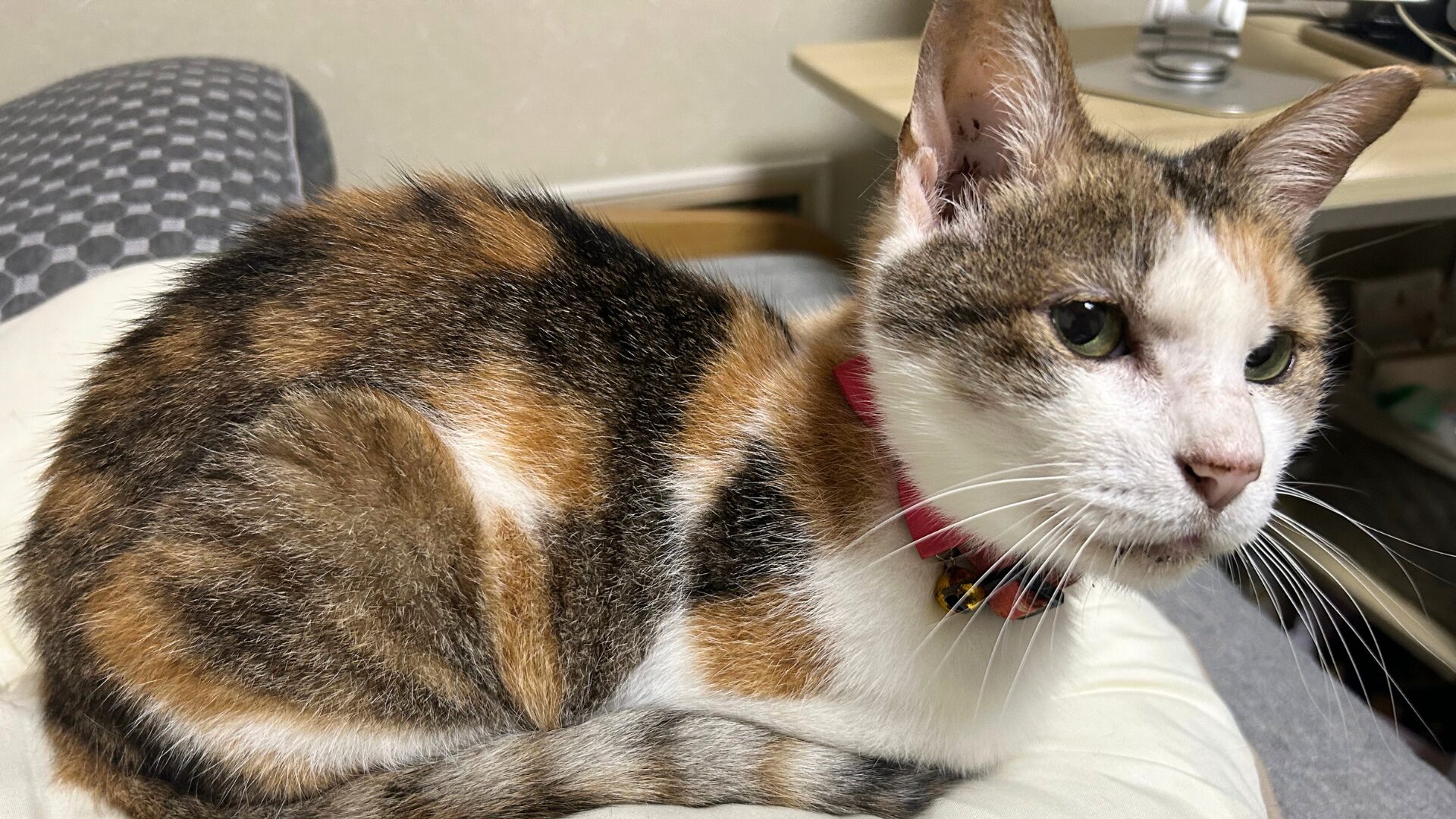 なな（15歳）