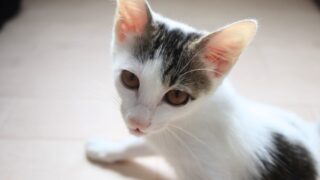 めい（３ヶ月）トライアル中🐾